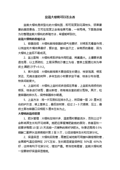 盆栽大樱桃可以怎么养