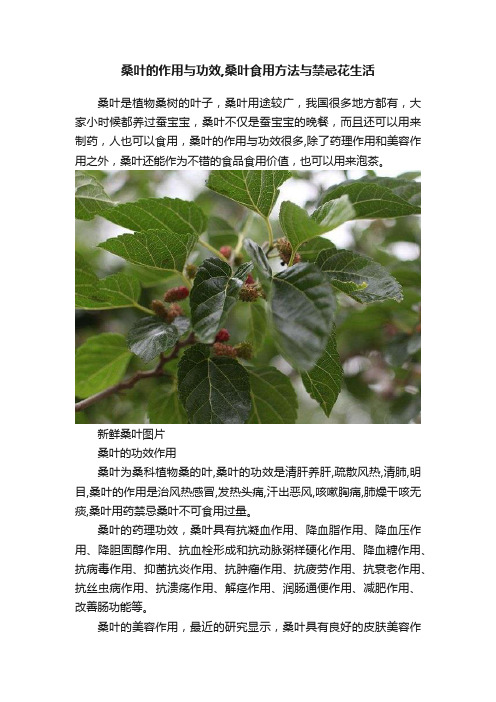 桑叶的作用与功效,桑叶食用方法与禁忌花生活