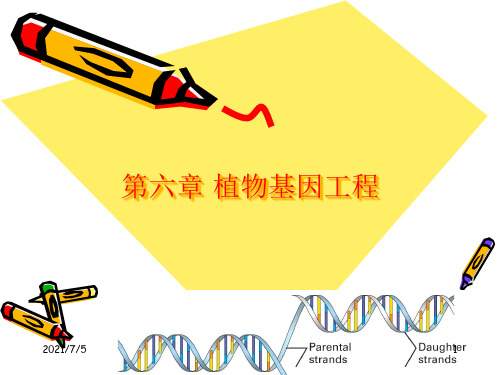 第6章 植物基因工程
