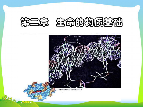 生命的物质基础-课件