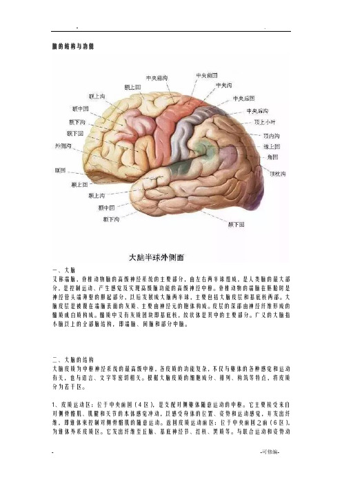 脑的结构及功能