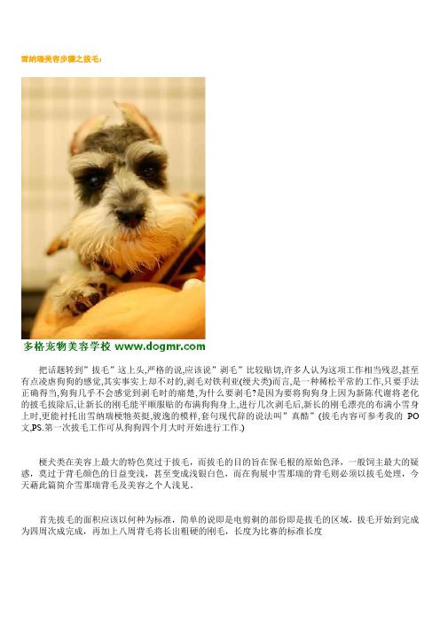 雪纳瑞美容步骤之拔毛解析