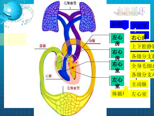 《输血和血型》PPT课件