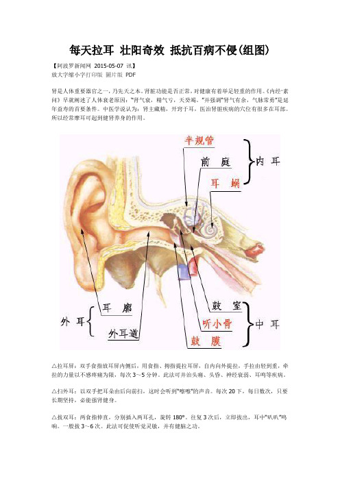 每天拉耳 壮阳奇效 抵抗百病不侵