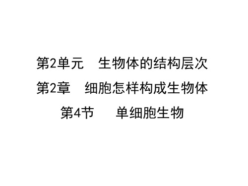 人教版七年级上册生物 2.2.4单细胞生物 课件