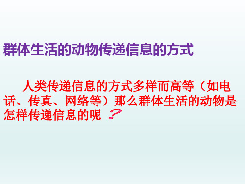 八年级生物上册第五单元第二章第三节社会行为课件(新人教版)_21-25