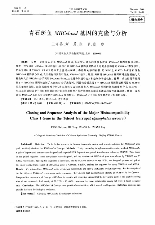 青石斑鱼MHCclassI基因的克隆与分析