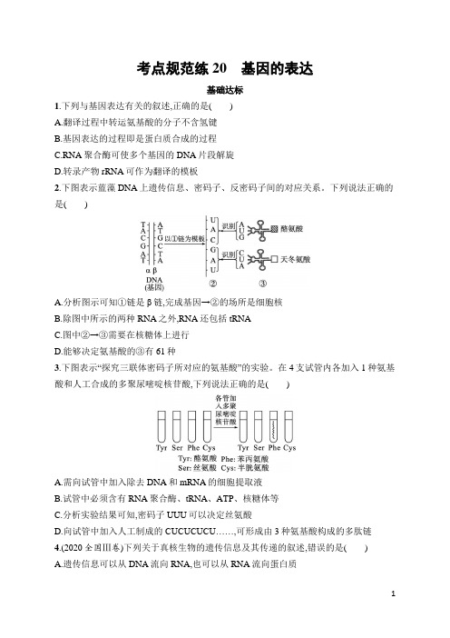 高中生物高频考点及答案20 基因的表达