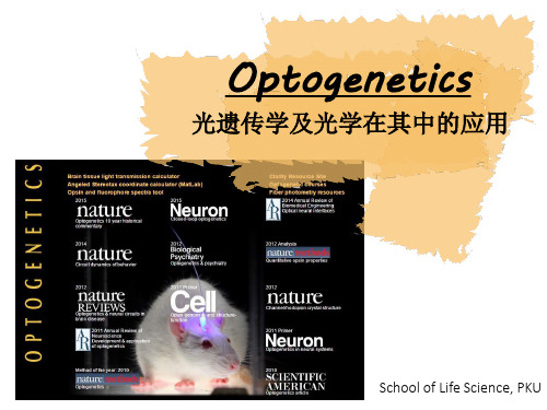 Optogenetics光基因学fss