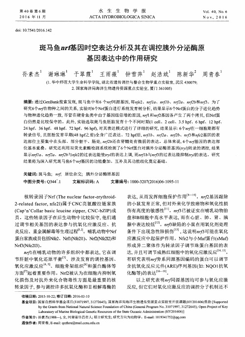 斑马鱼nrf基因时空表达分析及其在调控胰外分泌酶原基因表达中的作用研究