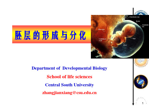 发育生物学教学课件07-2 胚层的形成