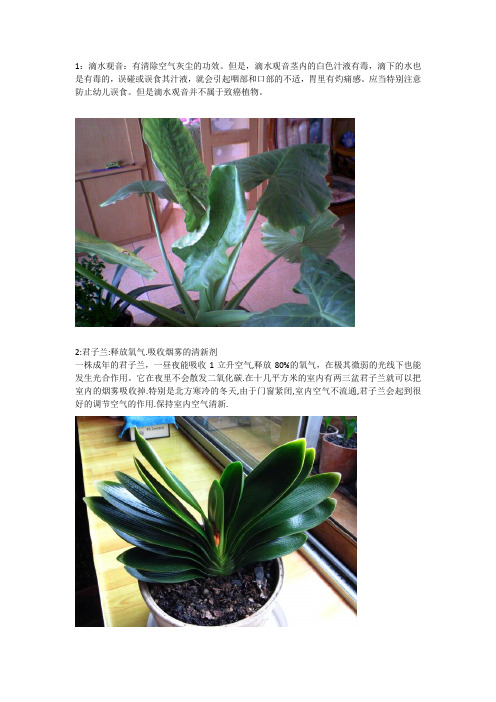 14种室内植物的作用
