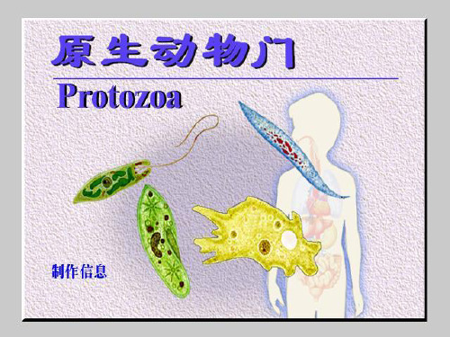 3.2单细胞真核生物—原生动物门