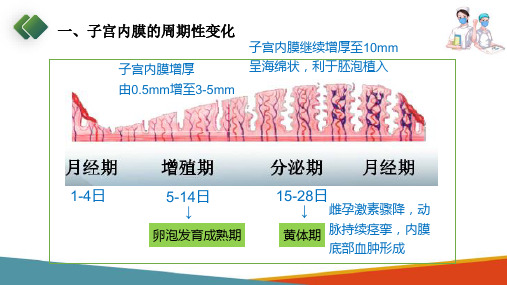 女性生殖系统生理—子宫内膜及其他生殖器官的周期性变化(妇产科护理课件)