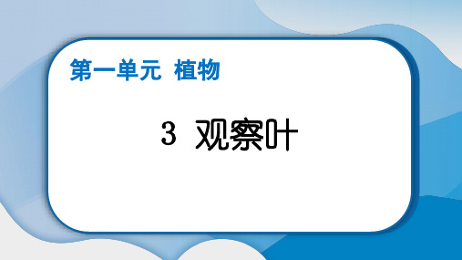 2022年教科版一年级科学上册第一单元《观察叶练习题》课件