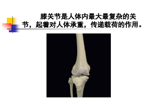 运动学七膝肌肉和神经支配