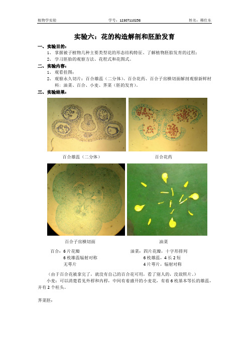 实验六：花的构造解剖和胚胎发育