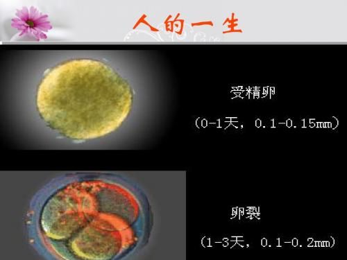 人教版高中生物选修三专题三第1节 体内受精和早期胚胎发育  课件(共31张PPT)