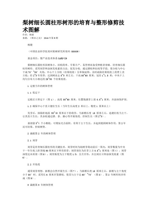 梨树细长圆柱形树形的培育与整形修剪技术图解
