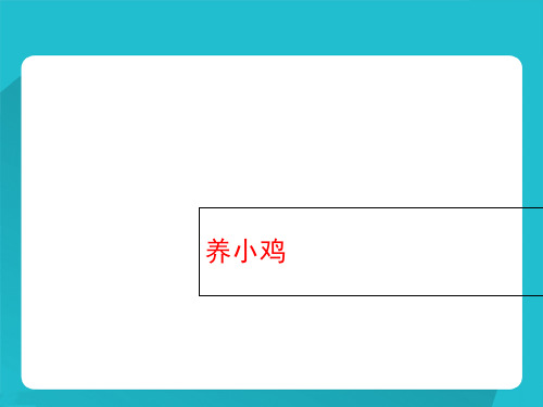 四年级下册科学课件-《养小鸡》｜冀教版 (共11张PPT)