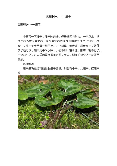 温阳利水------细辛