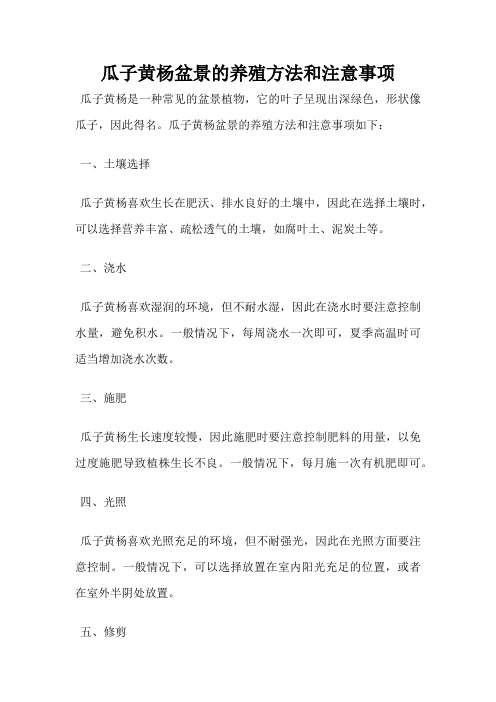 瓜子黄杨盆景的养殖方法和注意事项