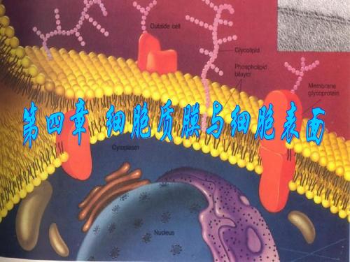 第四章 细胞膜及其表面结构