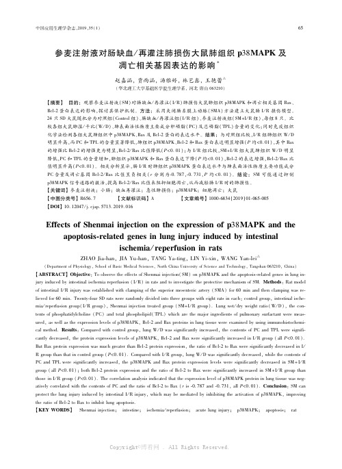 参麦注射液对肠缺血再灌注肺损伤大鼠肺组织p38MAPK及凋亡相关基因表达的影响