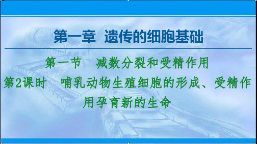 新苏教版 必修2 第1章 第1节 第2课时 哺乳动物生殖细胞的形成、受精作用孕育新的生命 课件