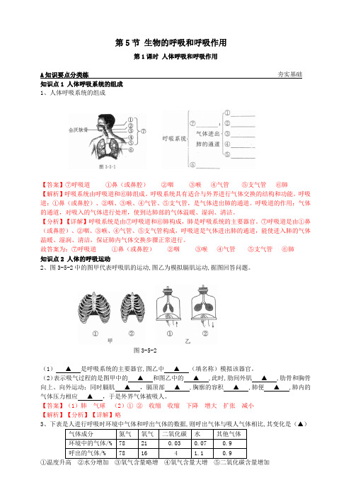 8.3.5.1人体呼吸和呼吸作用(解析版)