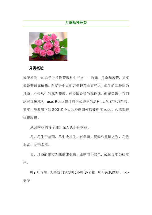 月季品种分类