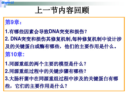 分子生物学教学课件：11 章 Site-Specific Recombination