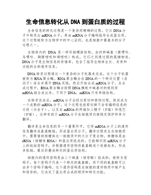 生命信息转化从DNA到蛋白质的过程