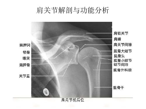 最全肩关节解剖与功能分析