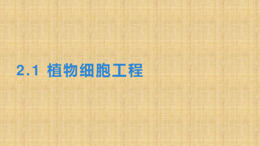 【课件】植物细胞工程课件2022-2023学年高二下学期生物人教版选择性必修3