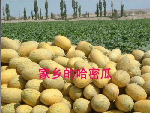 三年级语文上册第四单元家乡的哈密瓜菱精选教学PPT课件2湘教版