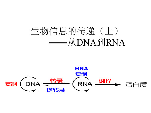 分子生物学-从DNA到RNA