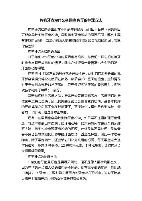 狗狗牙齿为什么会松动狗牙的护理方法