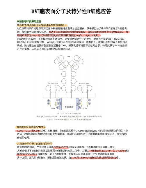 B细胞表面分子及特异性B细胞应答