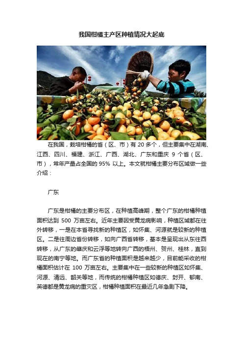 我国柑橘主产区种植情况大起底