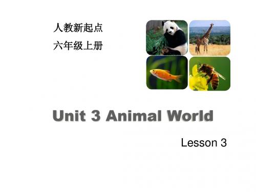 2019年人教版(新起点)英语六年级上册Unit 3《Animal World》(Lesson 3)课件