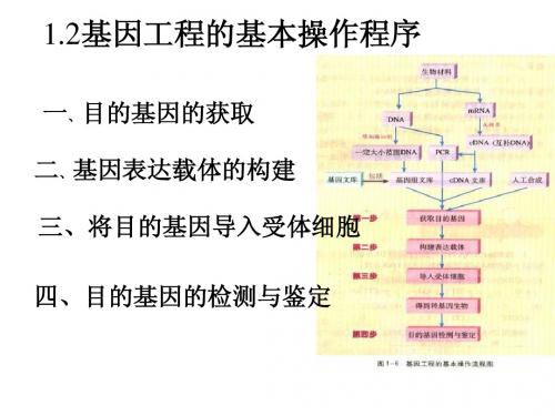 人教版教学课件2011.3.4定稿选修3-1.2基因工程的基本操作程序