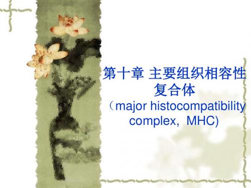 医学免疫学第六章：MHC