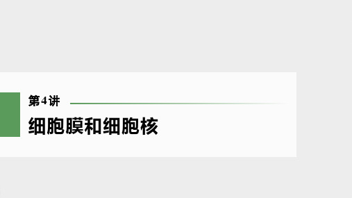 2022届 高考  一轮复习 人教版   细胞膜和细胞核   课件 (62张)