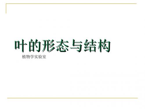【初中生物】叶的形态与结构PPT课件