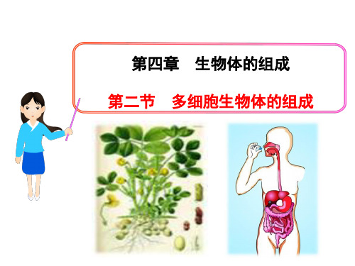 苏教版初中生物七上第2单元第四章第二节《多细胞生物体的组成》 课件(共22张ppt)(共22张PPT