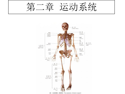 人体解剖学-第二章运动系统