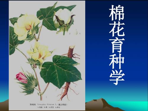 棉花育种学