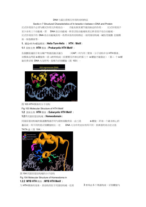 DNA与蛋白质相互作用的结构特征