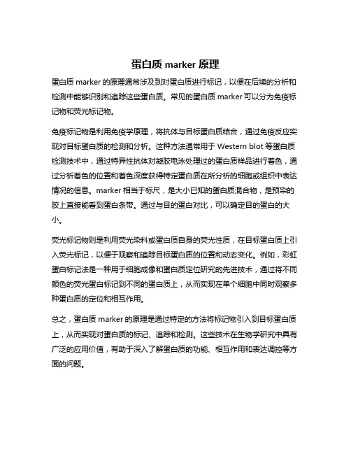 蛋白质marker原理